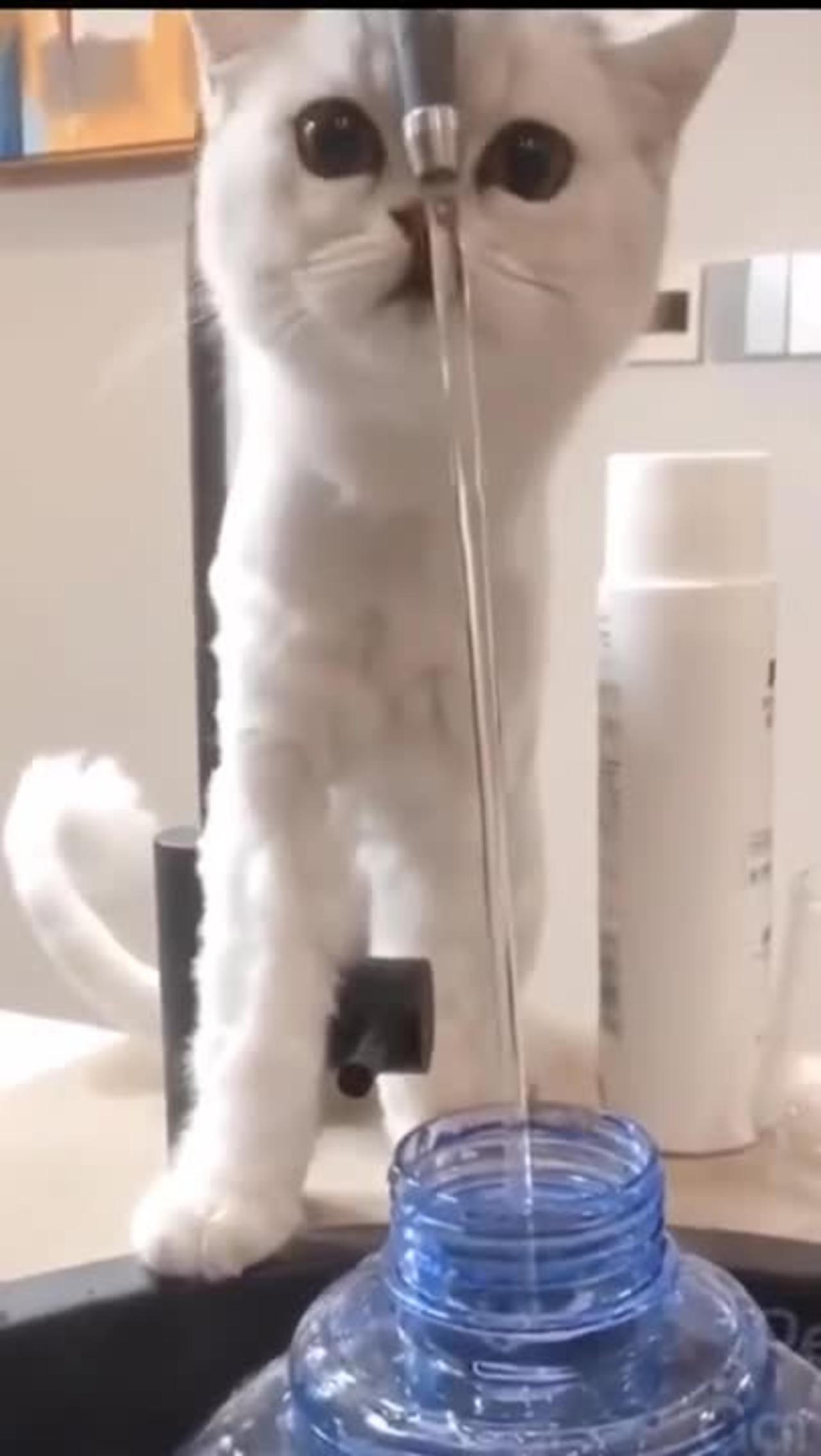 Cute cat is playing with water!