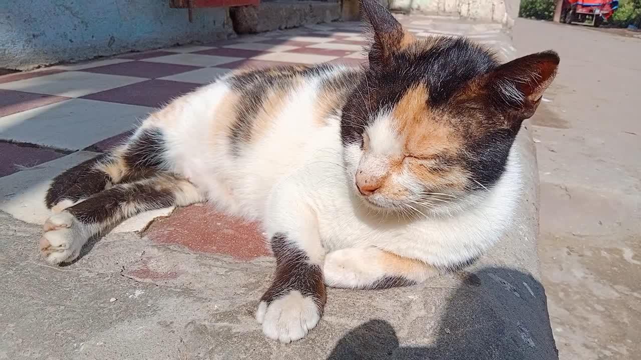 Beautiful cat relaxing in the yard