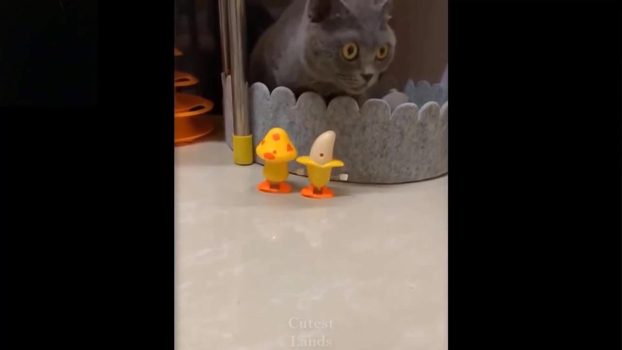 funny animal clips