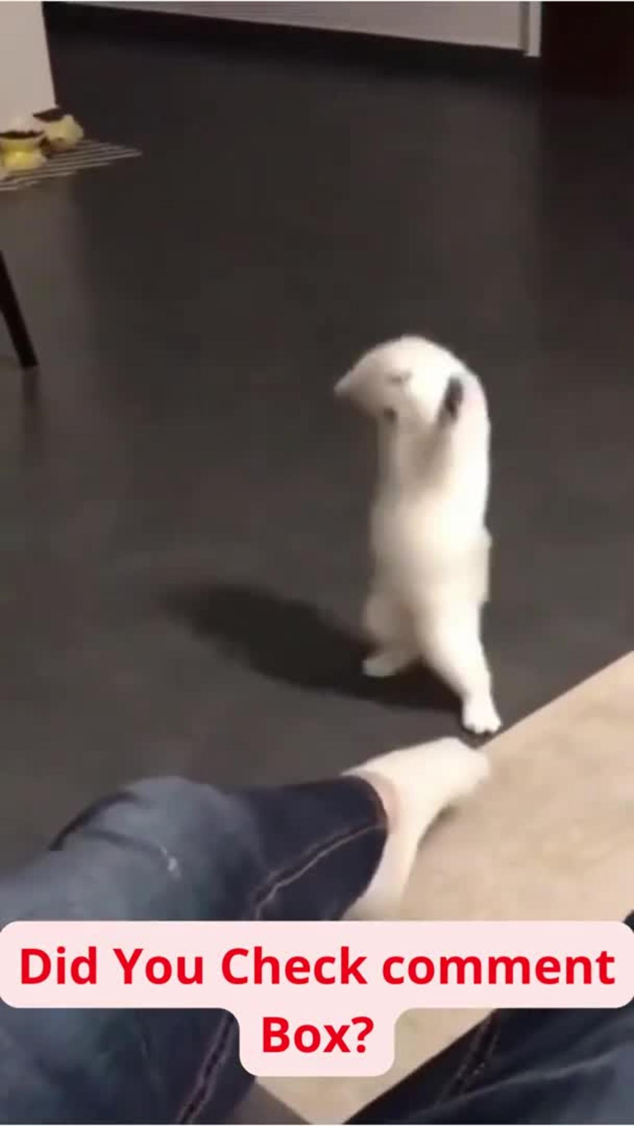 Funniest cat training video