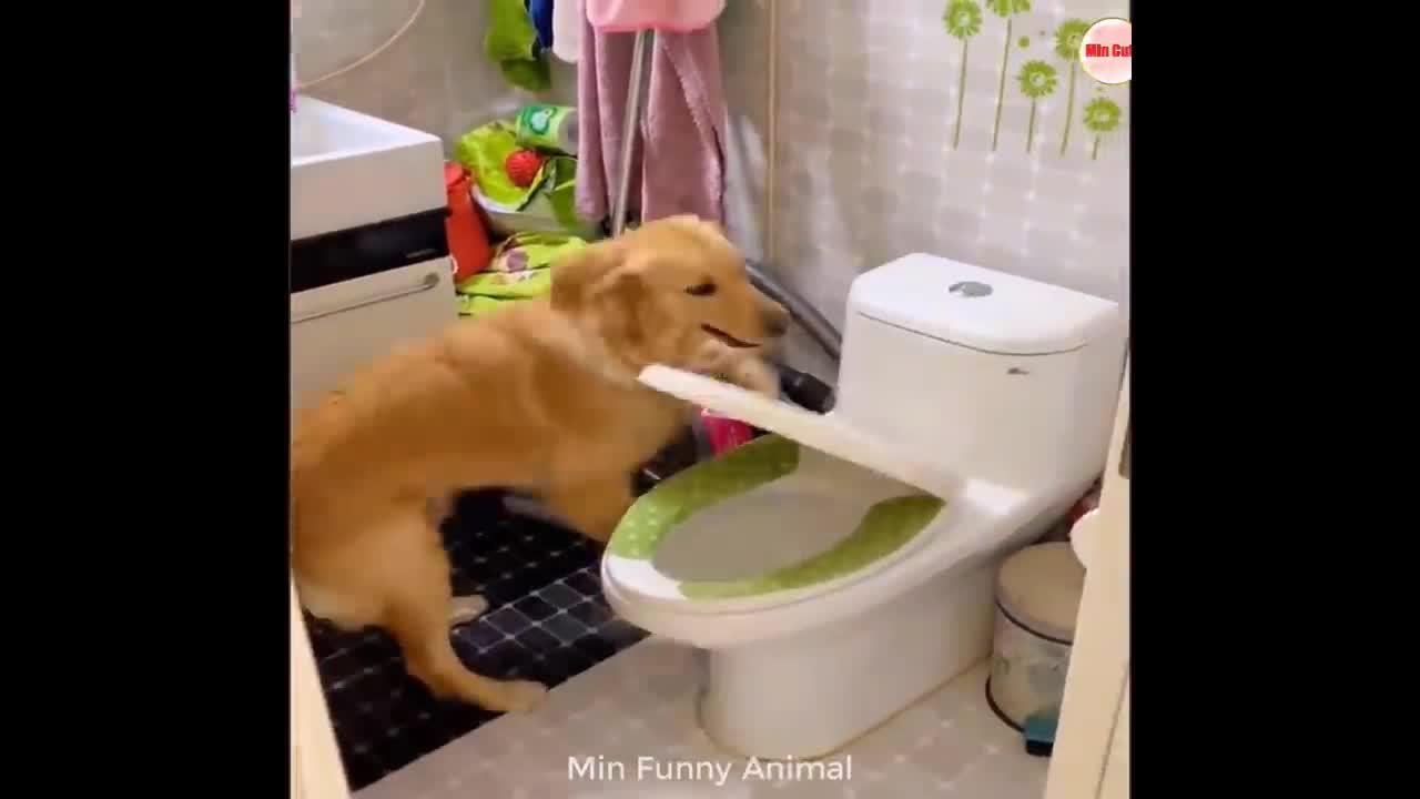 Funniest Animals   Funny Dog And Cat   Funny Animals Video #3 (2)