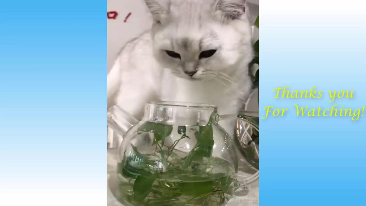 Watch These Cats Go Crazy,REALLY FUNNY & CUTE.