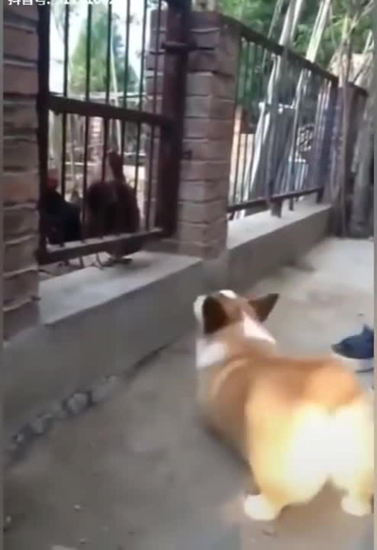 Chicken v s dog fighting