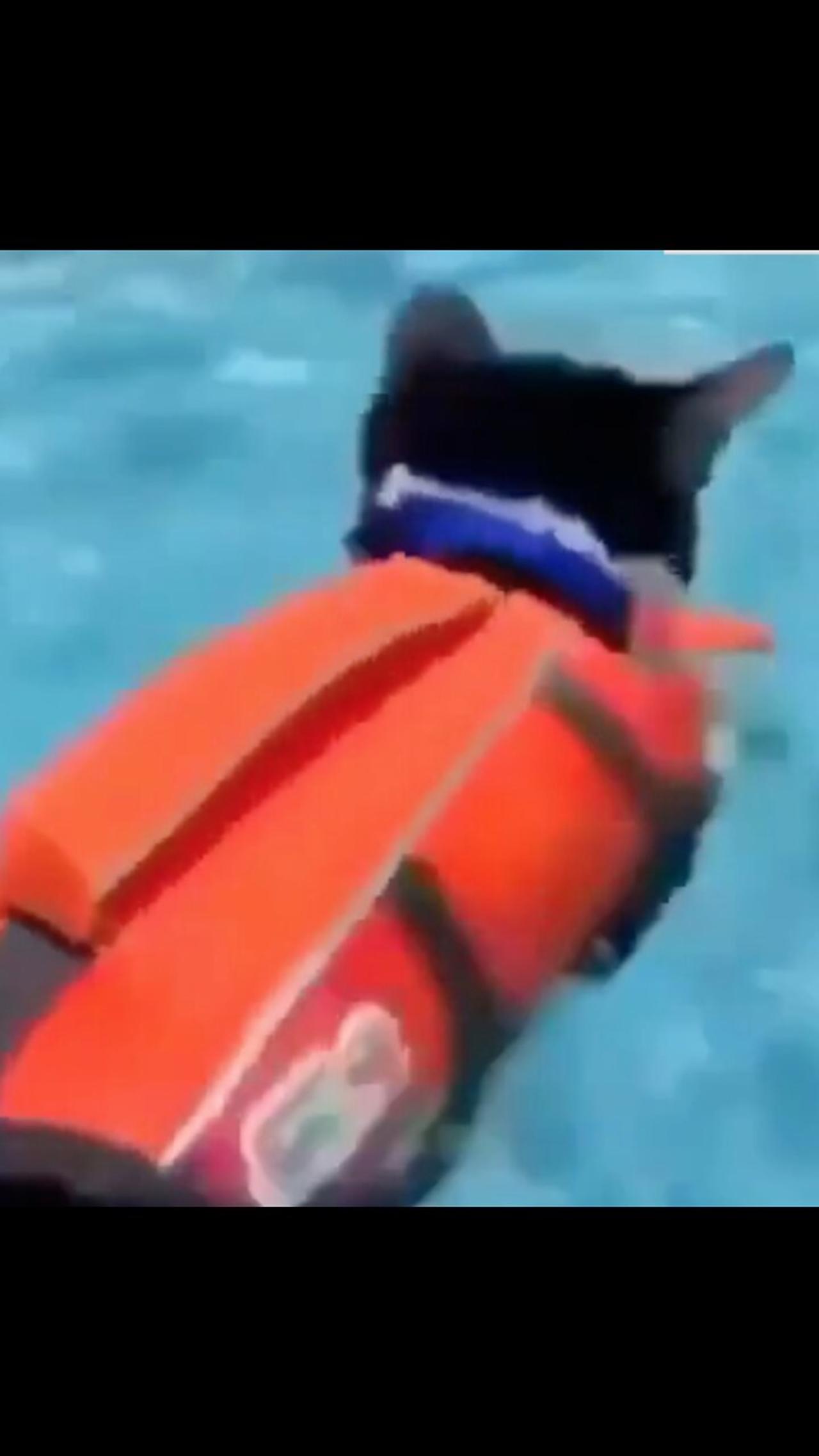 Funny Cat Swimming in a Pool with a Life Vest  #shorts