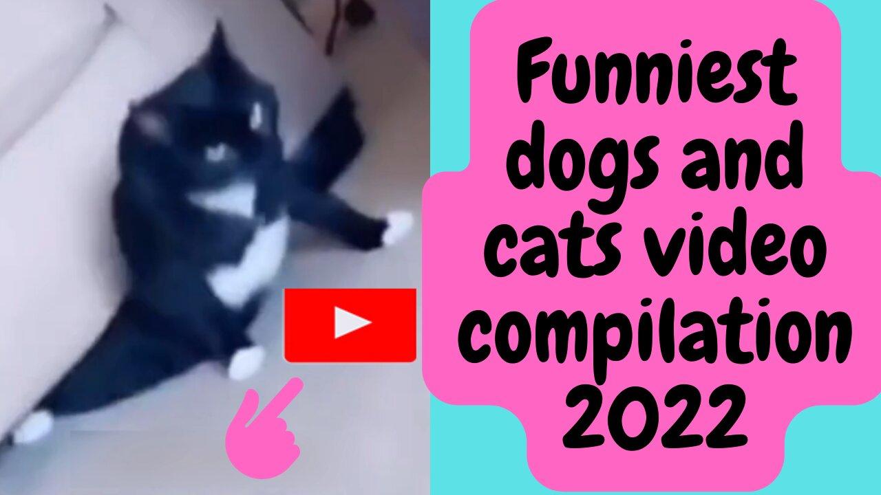 Funny dogs and cats! - unniest dogs and cats video compilation 2022