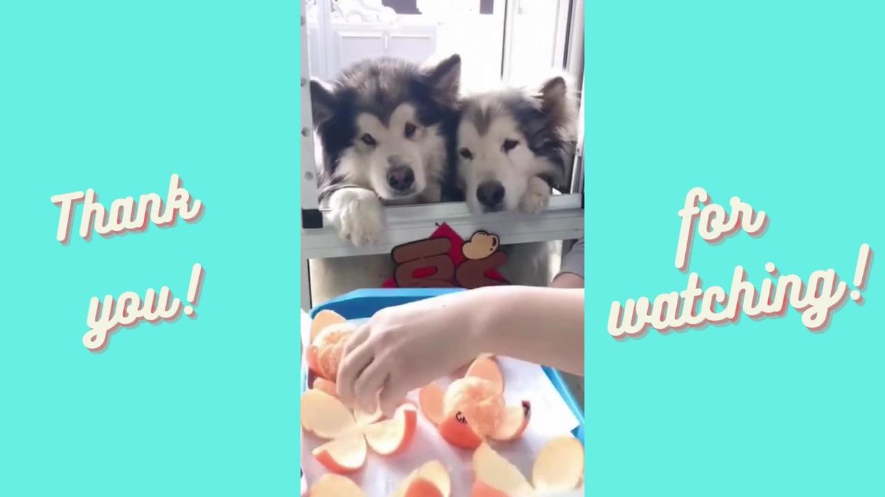 OMG Dogs Eating Oranges One After Another