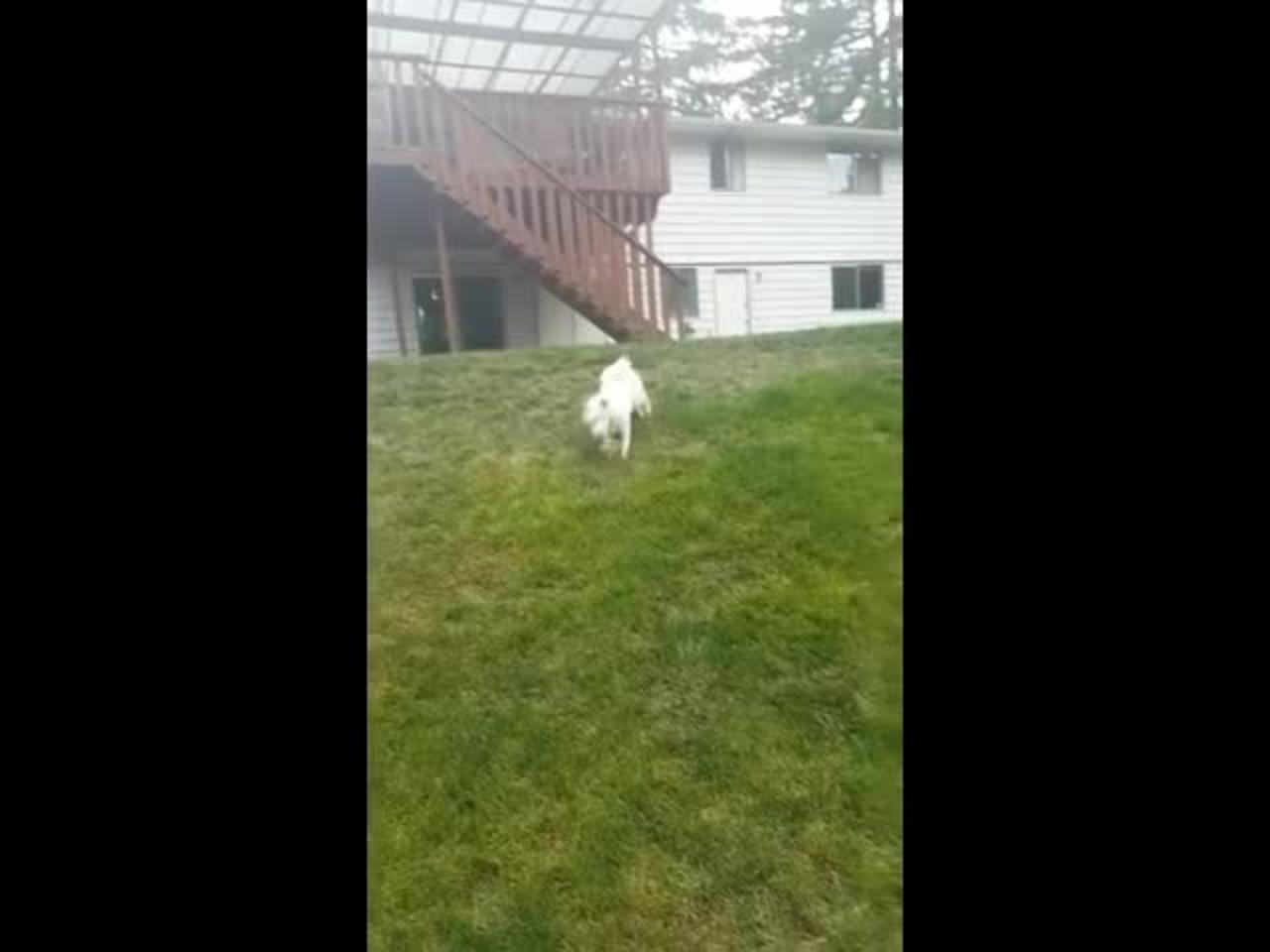Funny Dog Falling Video Part-1