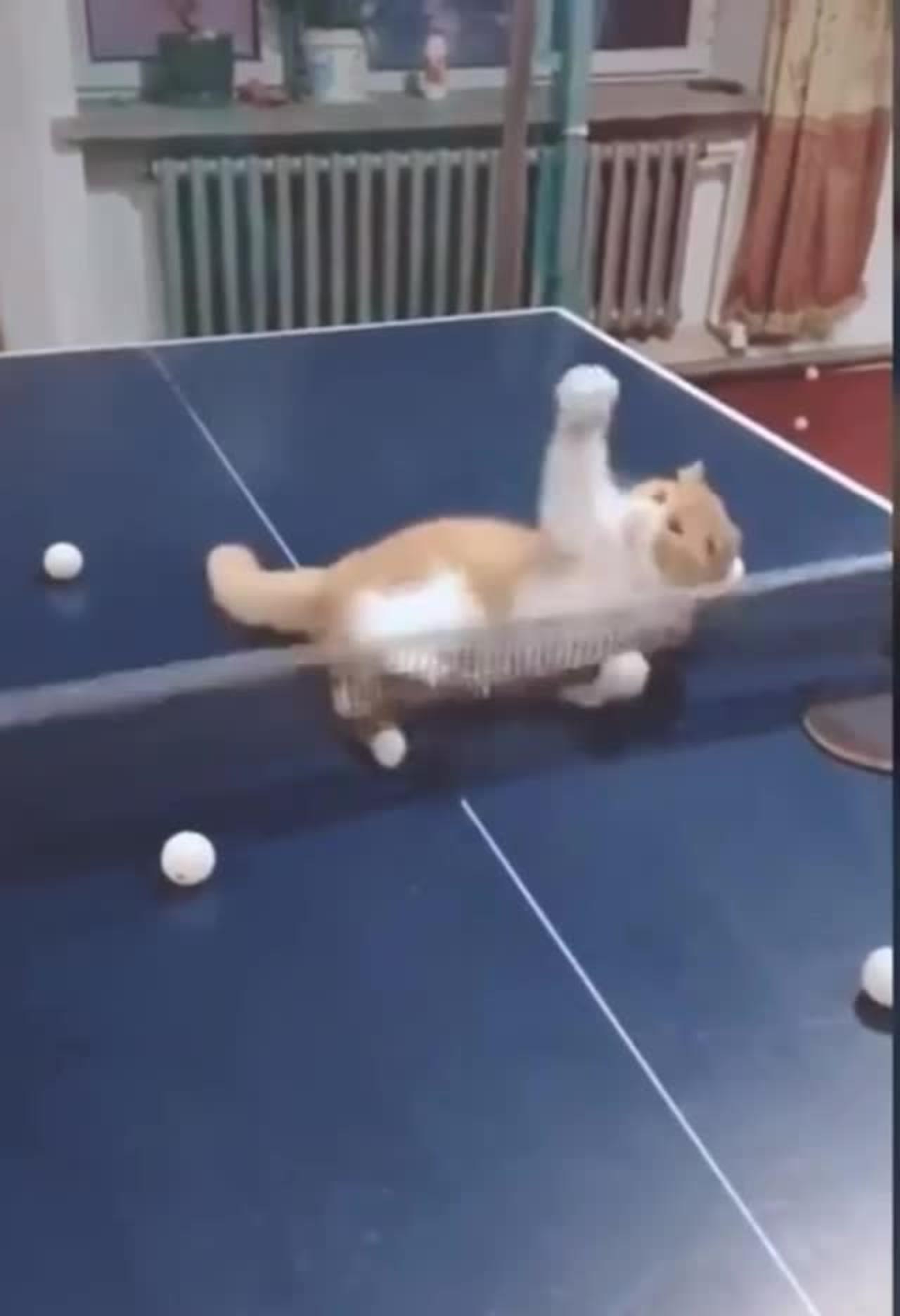 Champion of table tennis funny cat