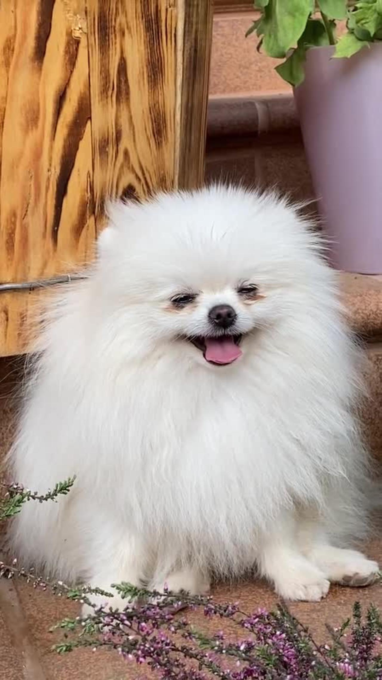 my cute dog smile