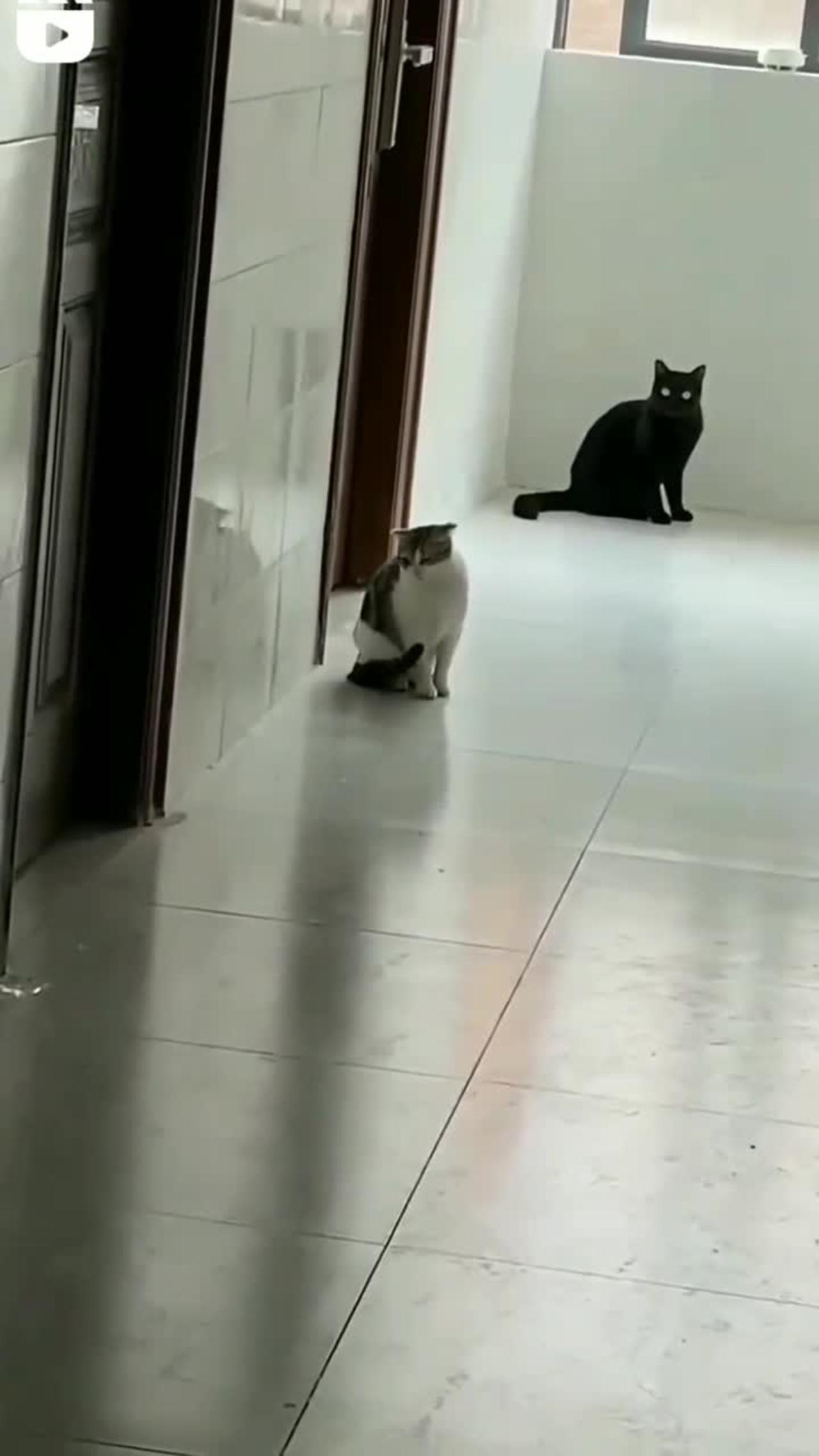 Cat getting happy but someone's not
