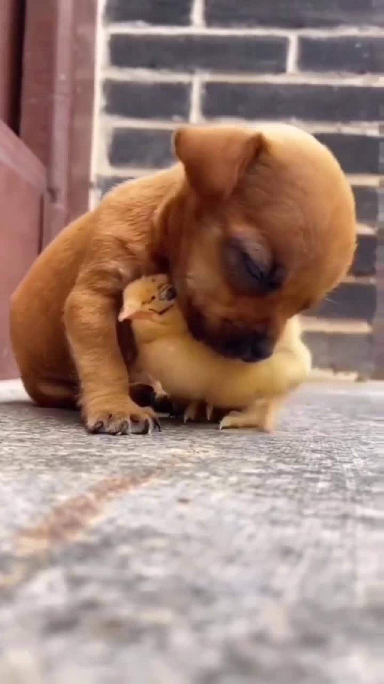 Cute puppy 😍😍😍 playing