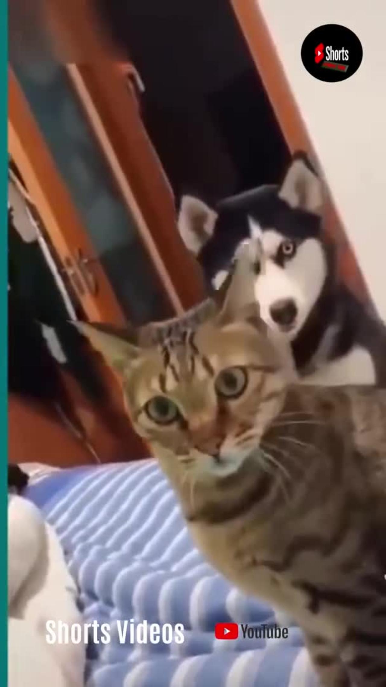 Cats and dogs fighting very funny Try not to laugh shorts_1080p