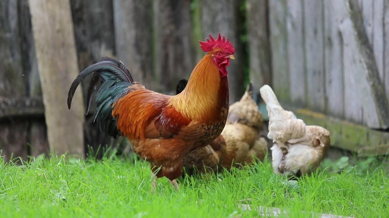 chickens eating grass #hen eating food #cook hen fight