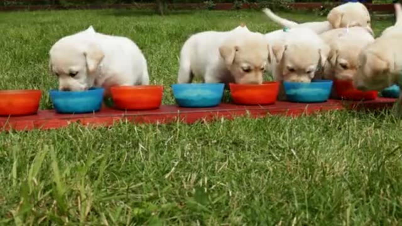 Dog baby funny video 😆😆😆 verry  sweet dogs