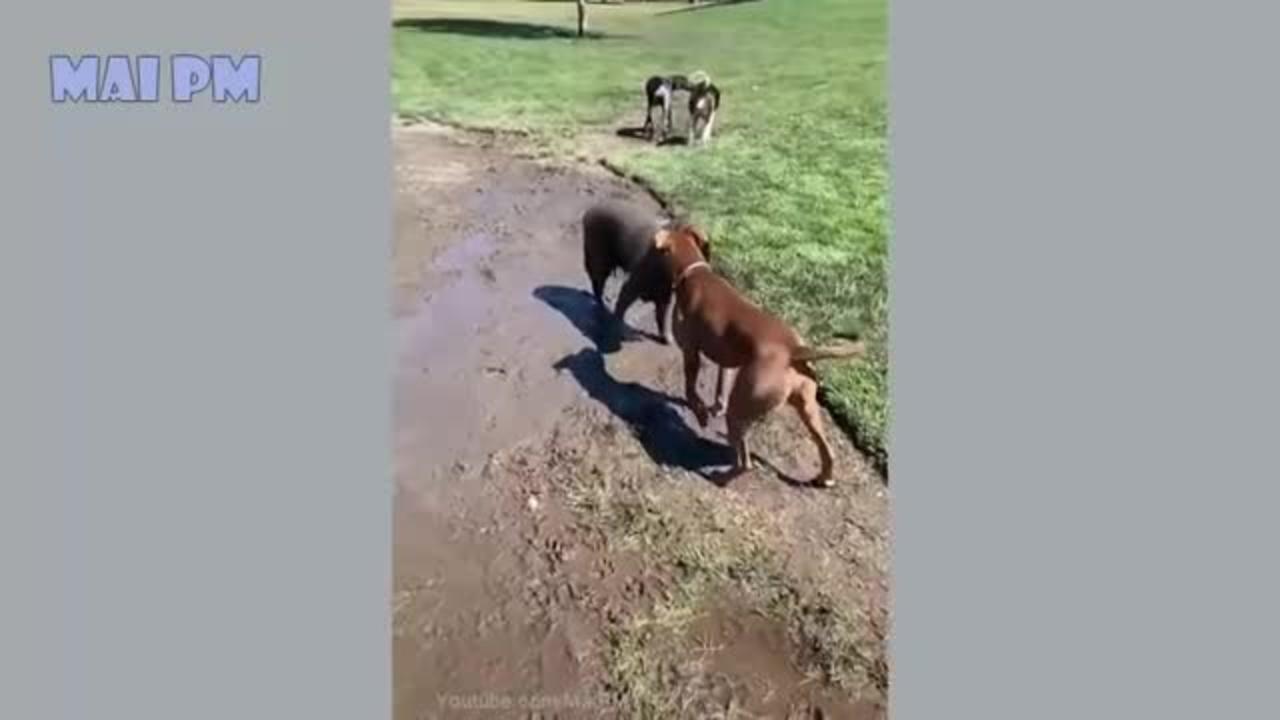 Funniest Dog Video