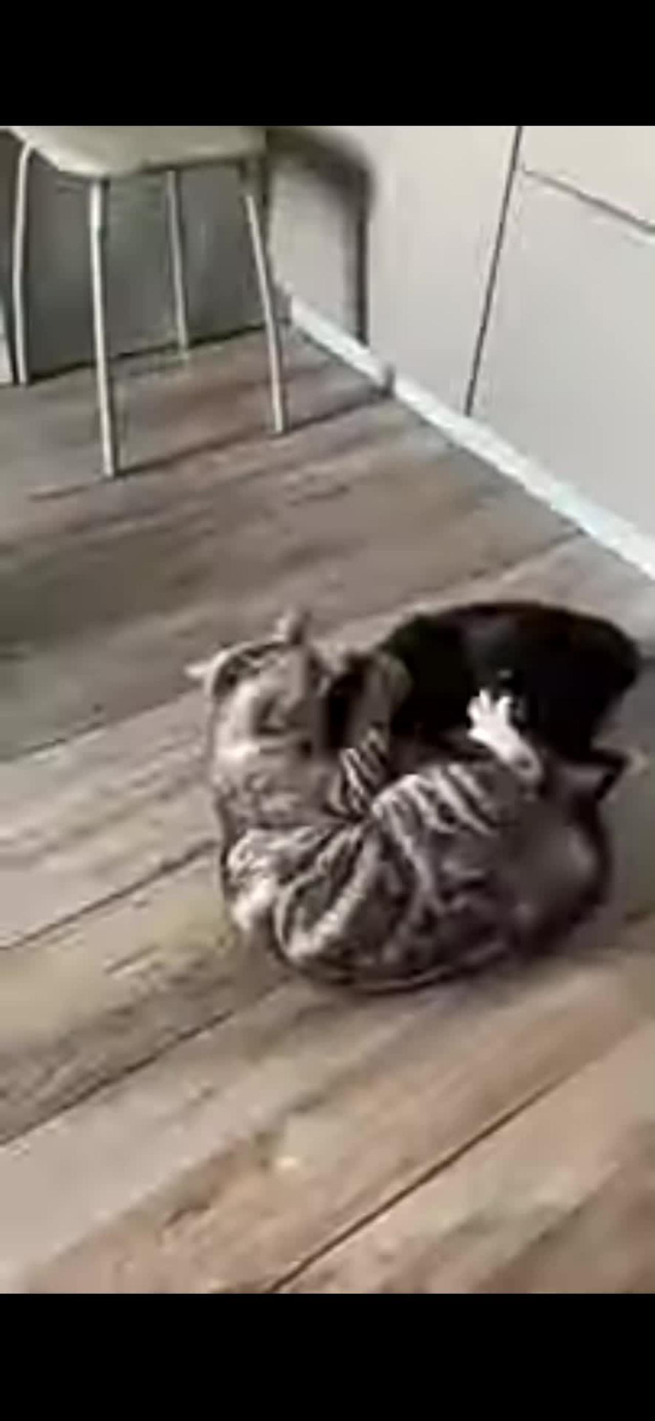 Cat and Dog funny  fight