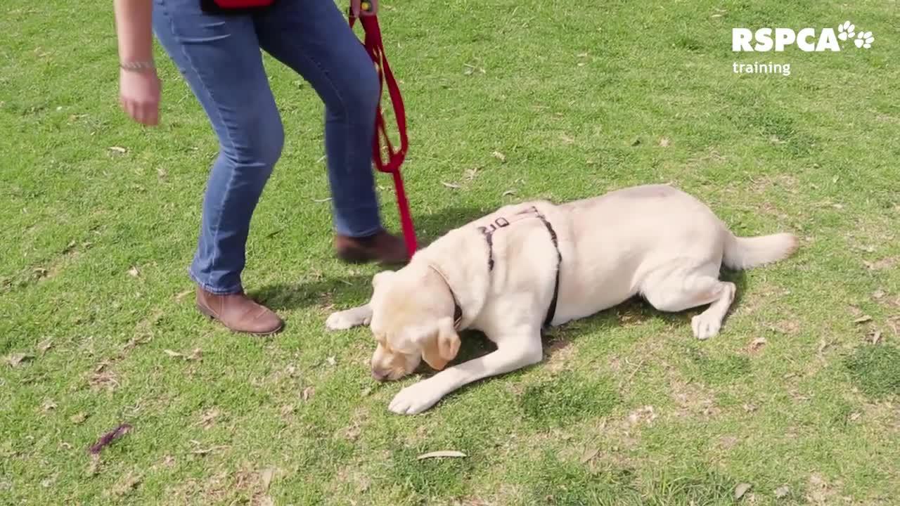 How to teach your dog to sit and drop