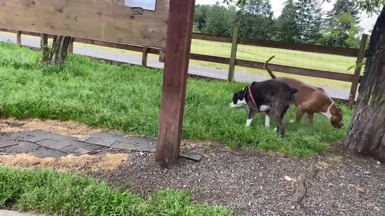 German Shepherd Attacks Pitbull Aggressively [OFF LEASH DOG PARK]