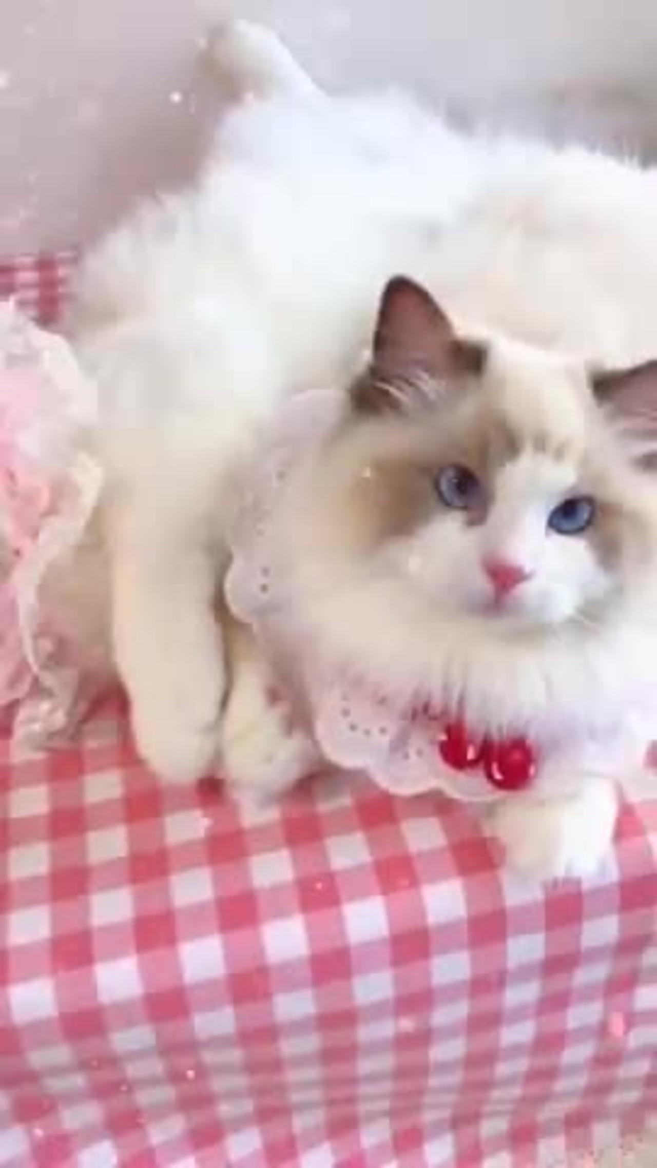 Aww cute cat videos funny  Cat Cash Compilation chinesTiktok  Cat Meow