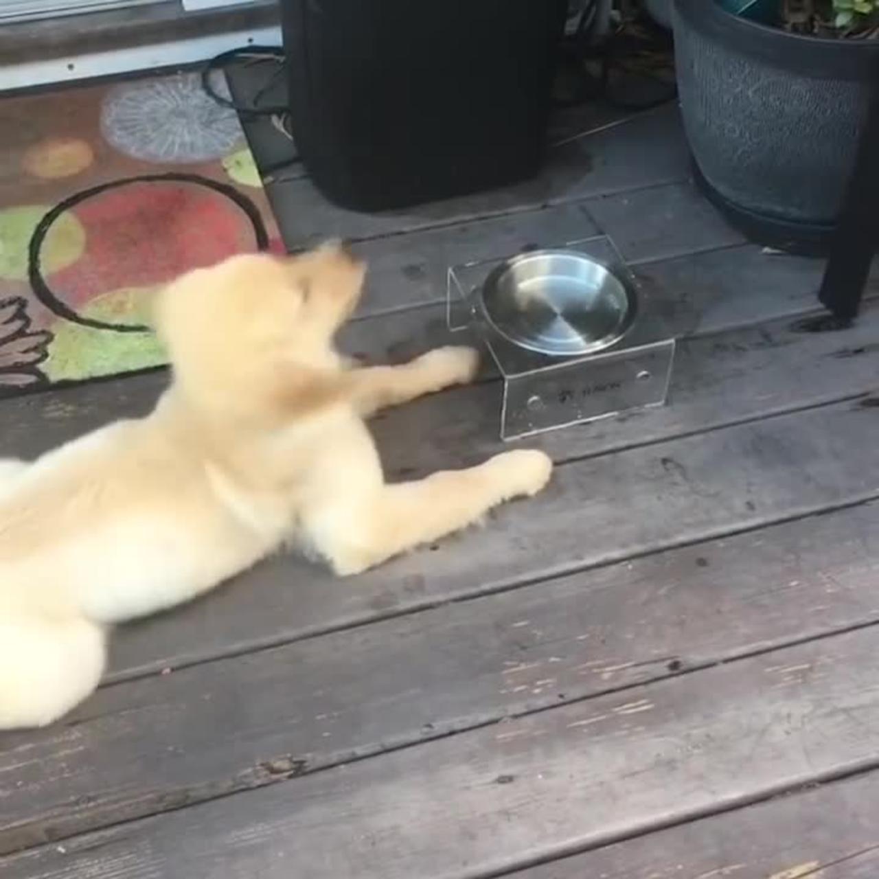 Funniest & Cutest Golden Retriever Puppies - Funny Puppy Videos 2022