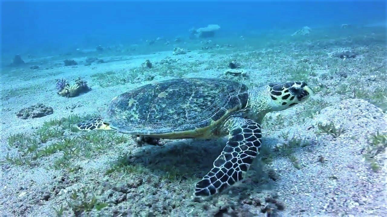 Tortoise video in water | Turtle video | relaxing sea turtle video | Turtle video in sea