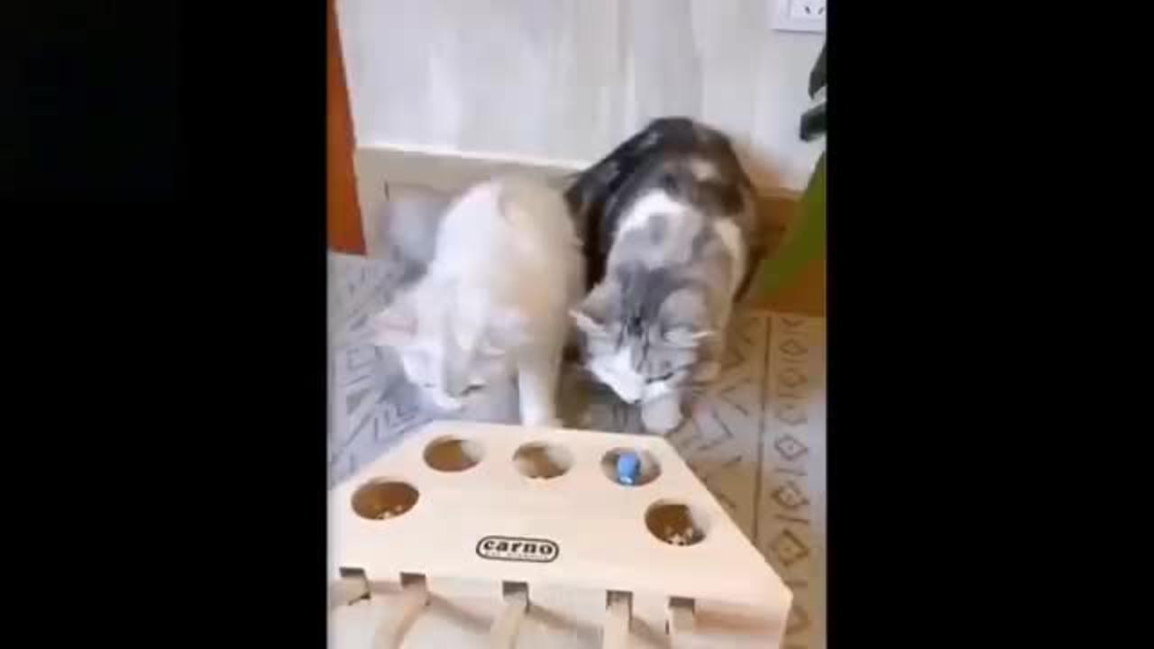 Cat and dog funny videos and comedy