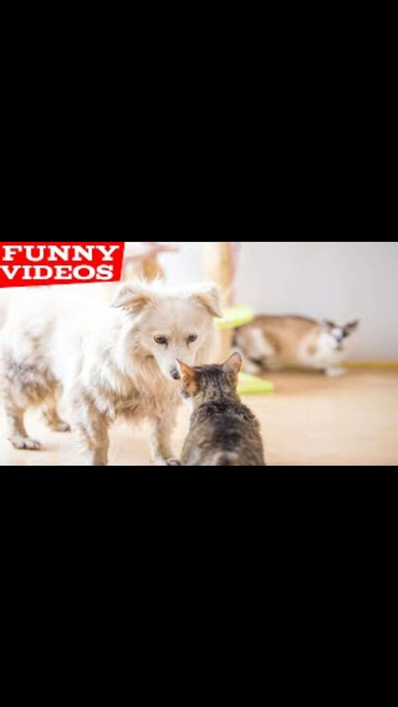 Best Funny Animal Videos of the year (2022), funniest animals ever. relax with cute animals