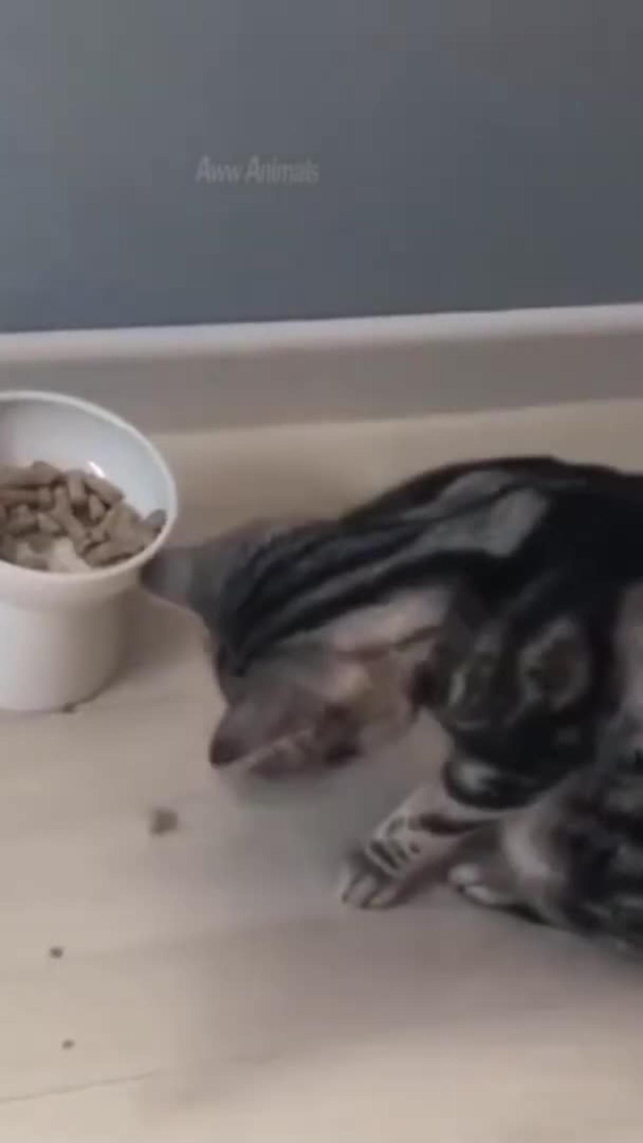 OMG😘😘 how cat eat food cute video funny 💯