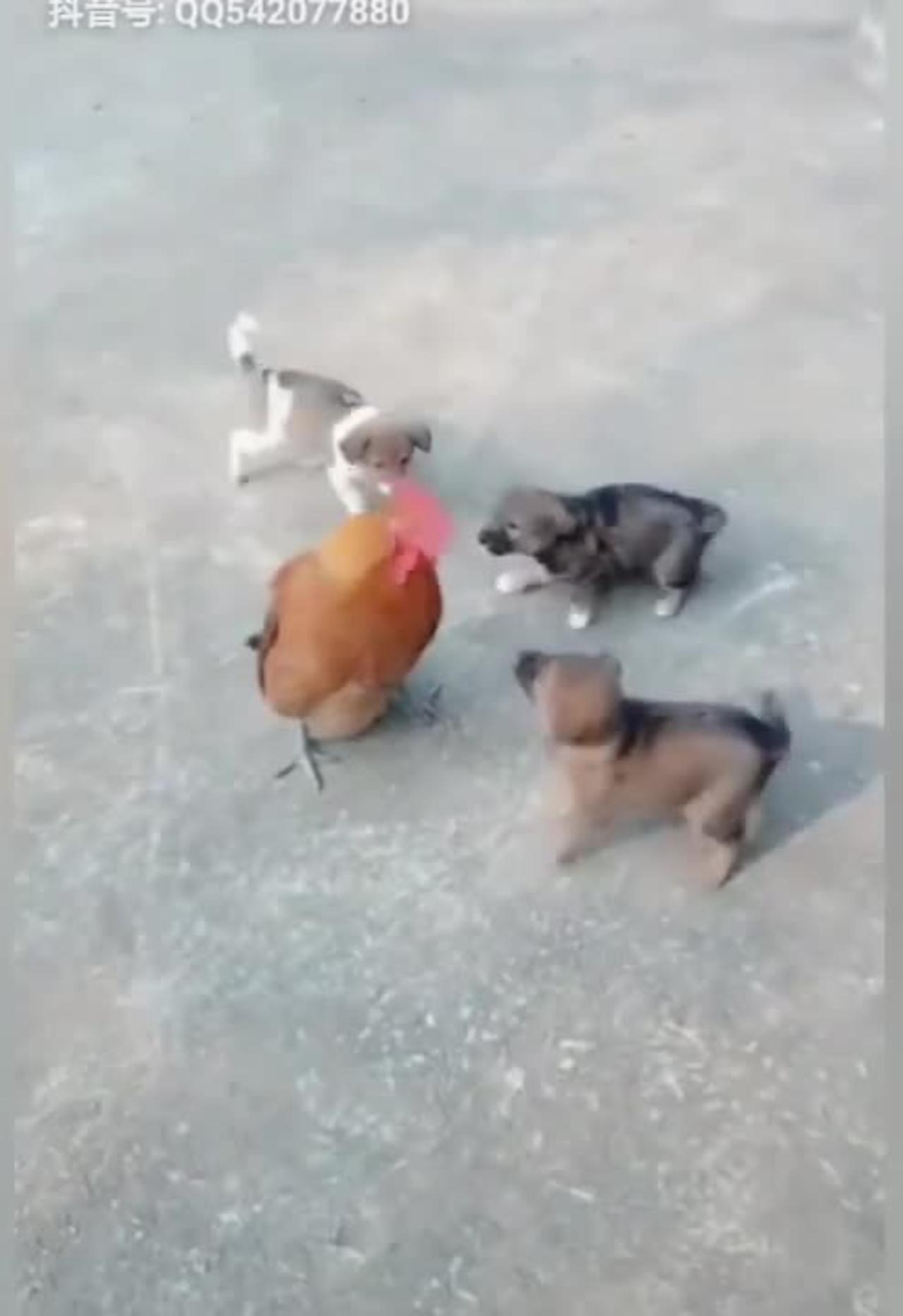 chicken Vs Dog fight