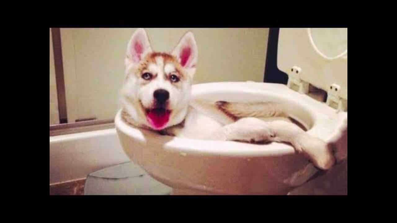🤣 Funniest 🐶 Dogs and 😻 Cats - Awesome Funny Pet Animals Life Videos 😇