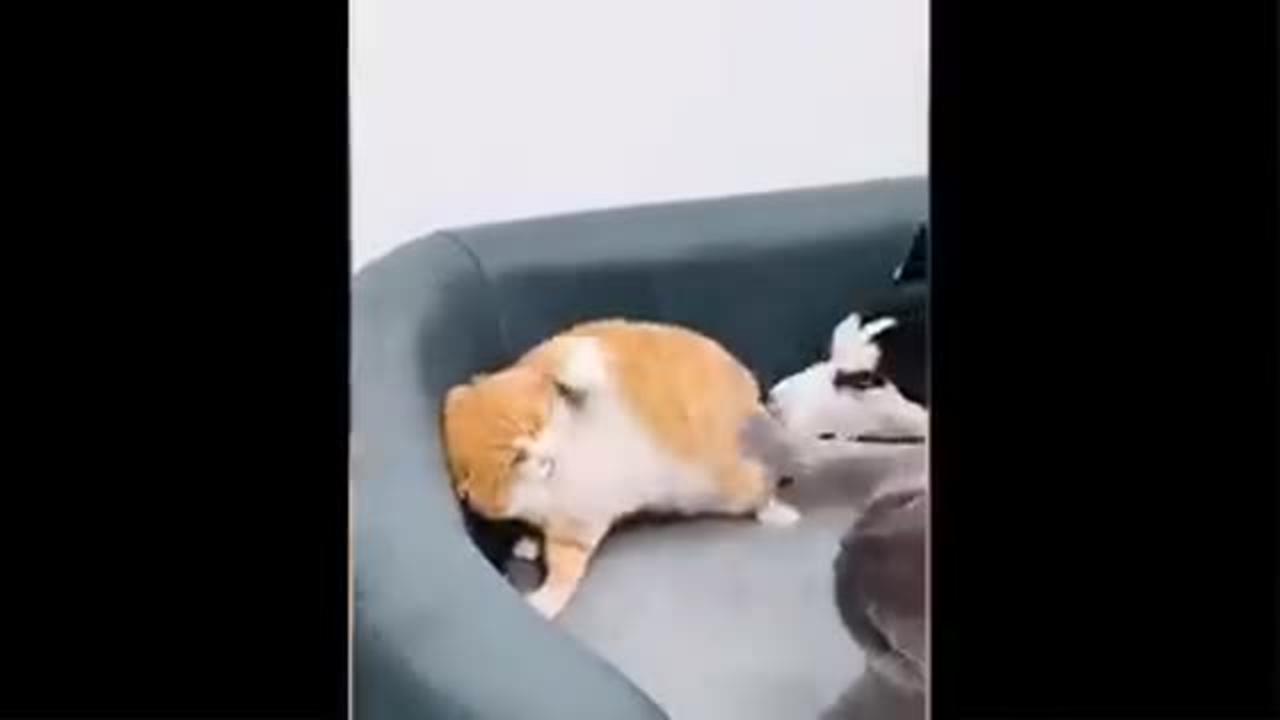 Beautifull funny cat videos