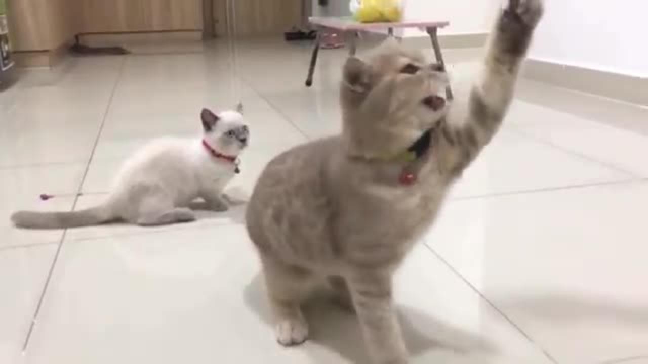 Most Funny dogs and Cats video
