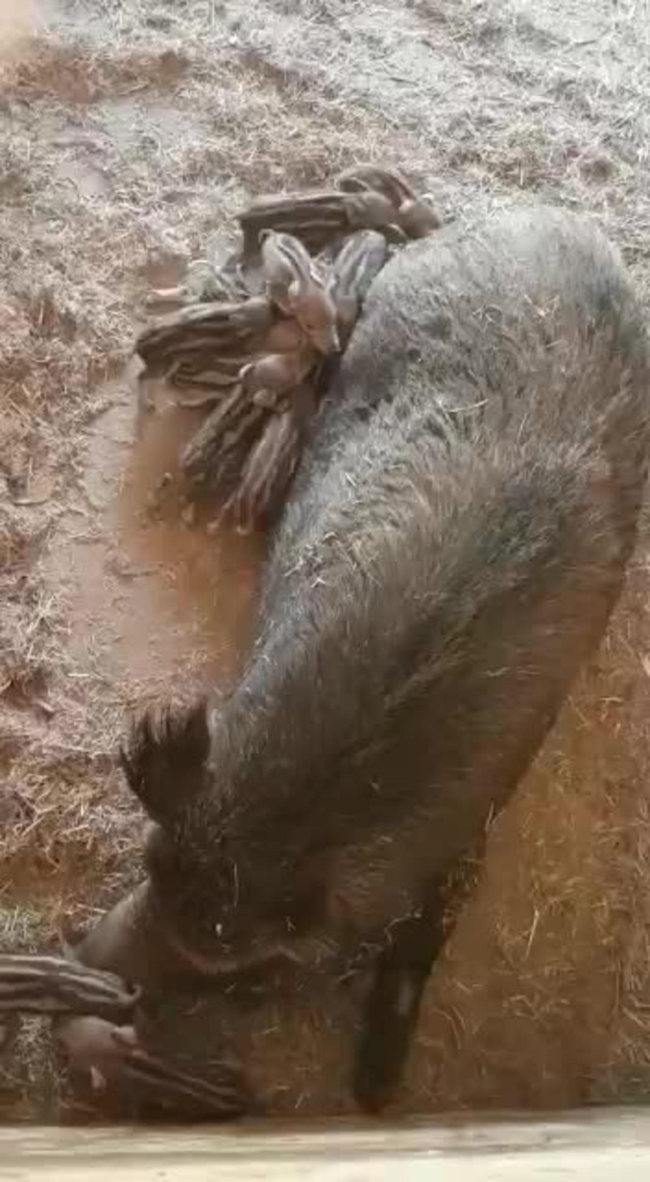 Cute baby piglets drink from mom. Cute animal babies videos. Wild Boar . Baby animals