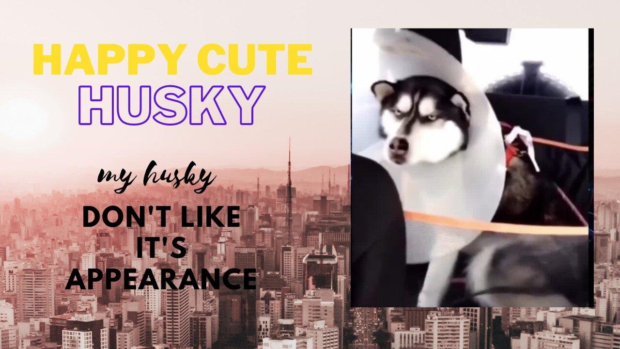 Happy cute  Husky, My dog don't like its appearance