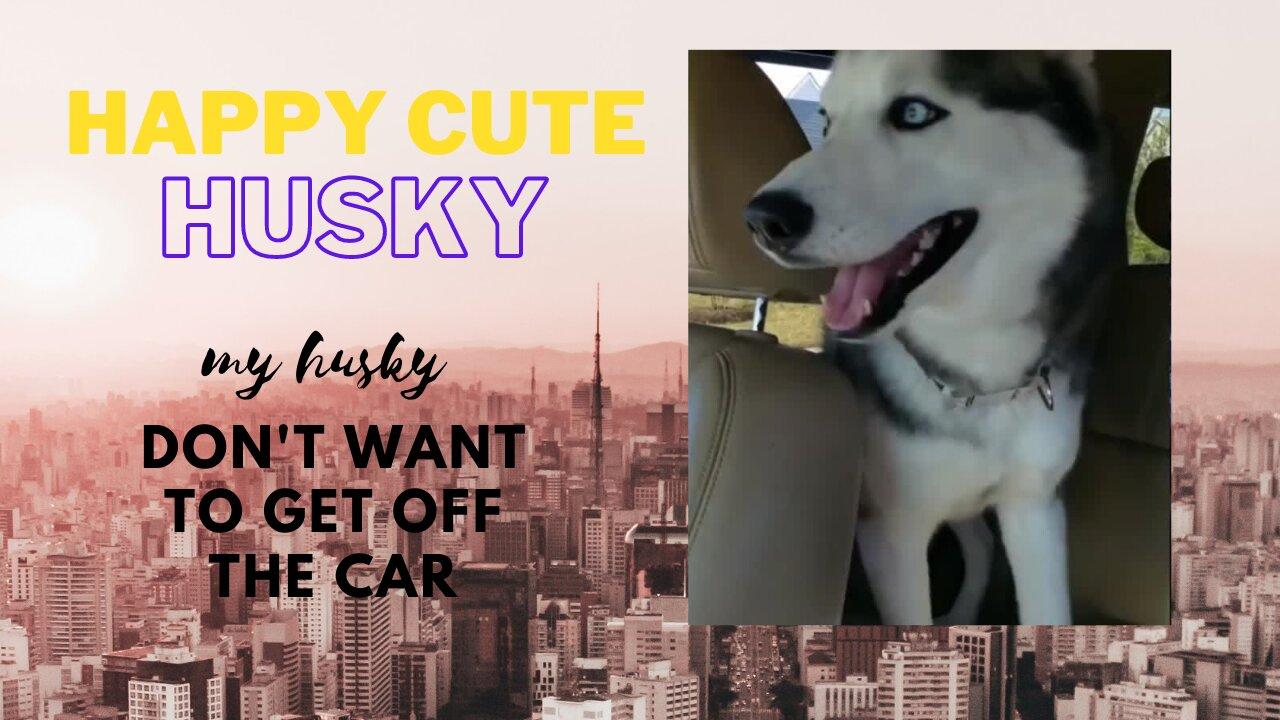 Happy cute husky,  My dog don't want to get off the car