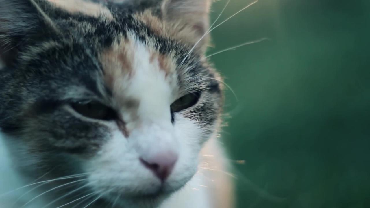 Show Cute Best Cat in This Video Full Hd