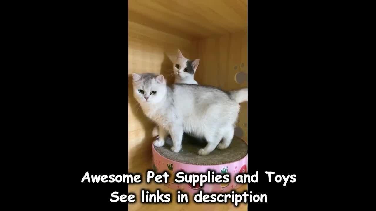 Funny cute dog and cat
