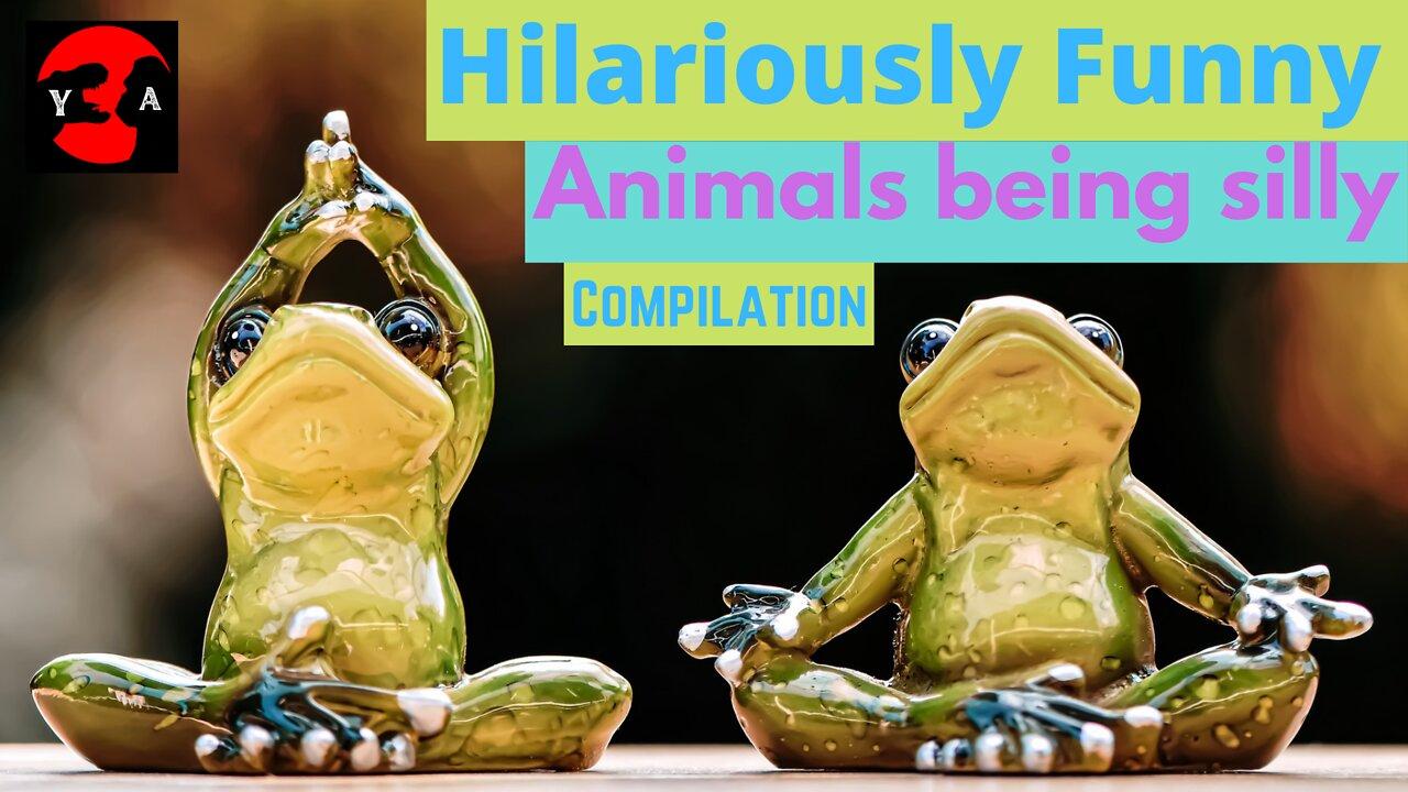 Hilariously Funny "animals being silly" Compilation.