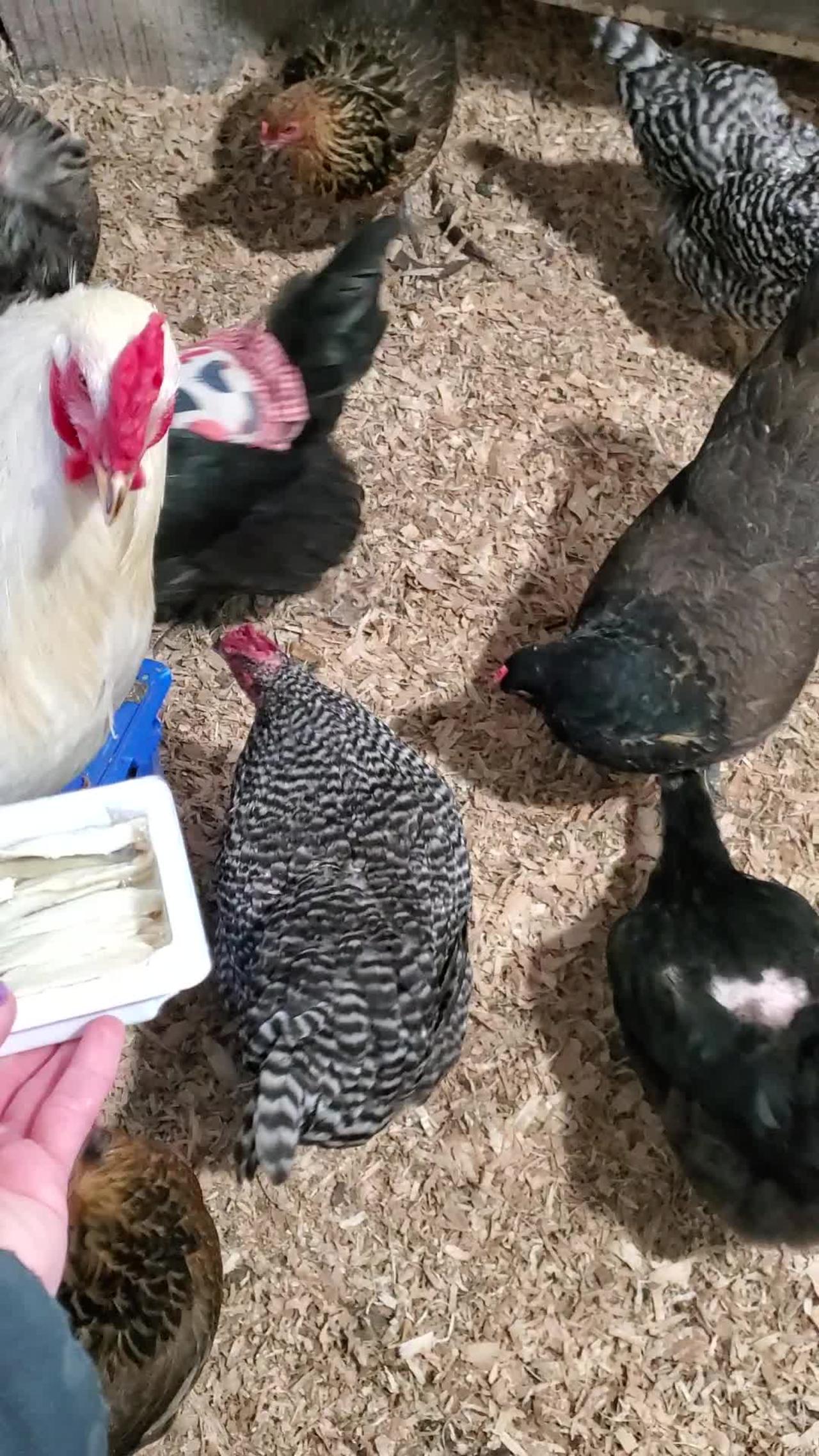 Rooster Feeds His Lady Friends