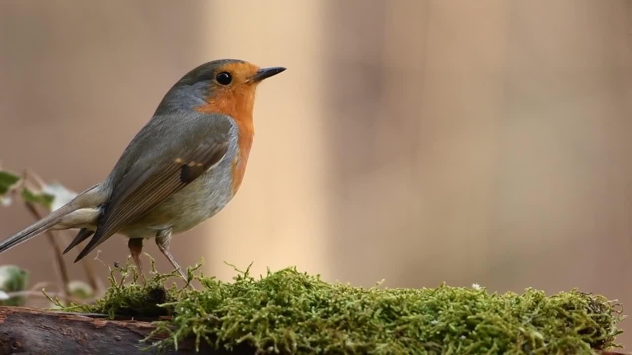 Robin brid forest One News Page VIDEO