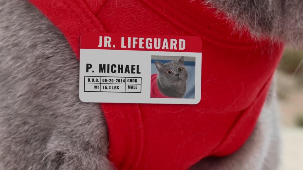 World's First Cat Lifeguard
