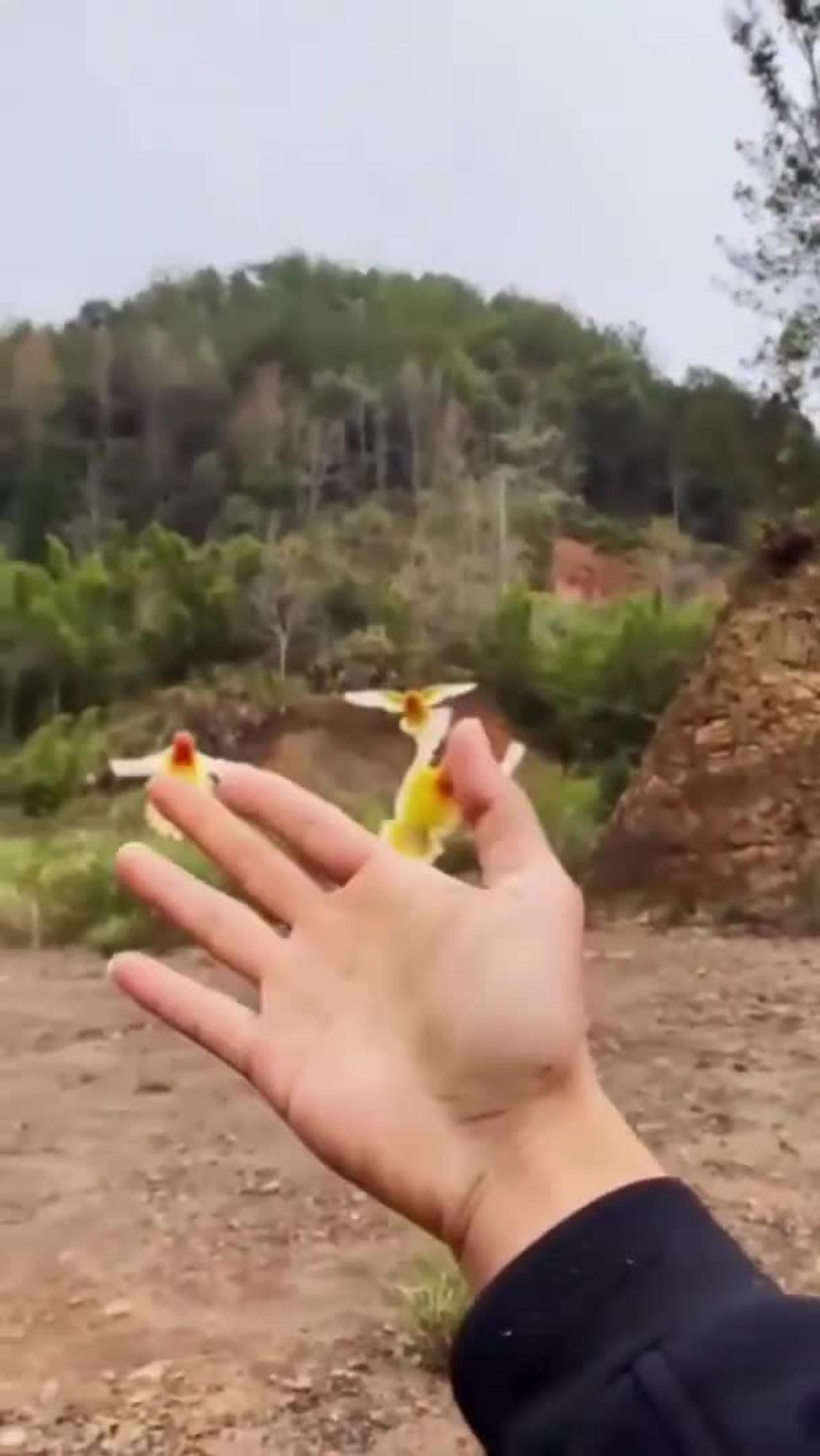 Very intelligent birds One News Page VIDEO