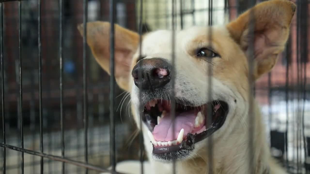 Stray Dog or Abandoned Dog in Cage