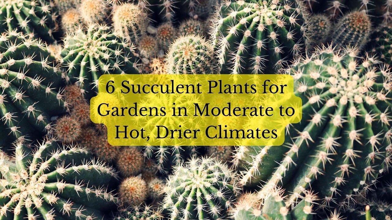 6 Succulent Plants for Gardens in Hot, Dry Climates