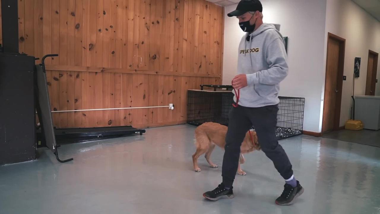 FROM VERY HYPER PUPPY TO CALM LOOSE LEASH WALKING! (dogs trainings)