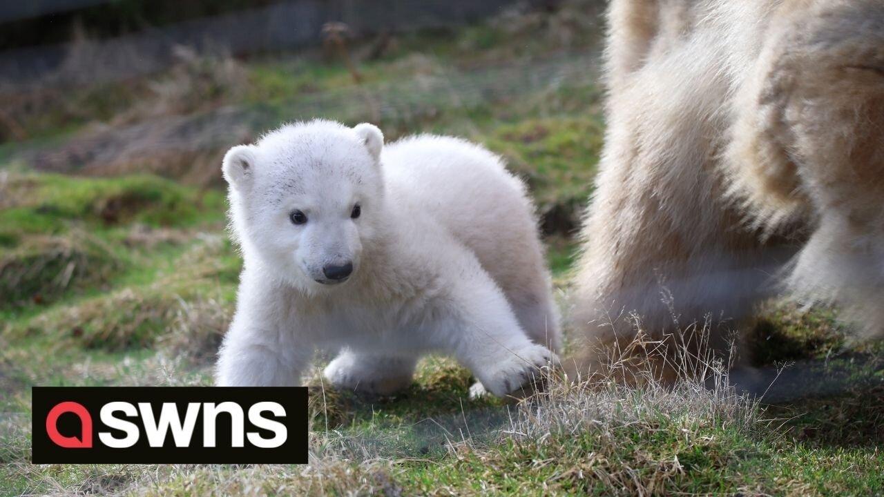 Adorable footage shows UK’s youngest polar bear cub taking first steps outside