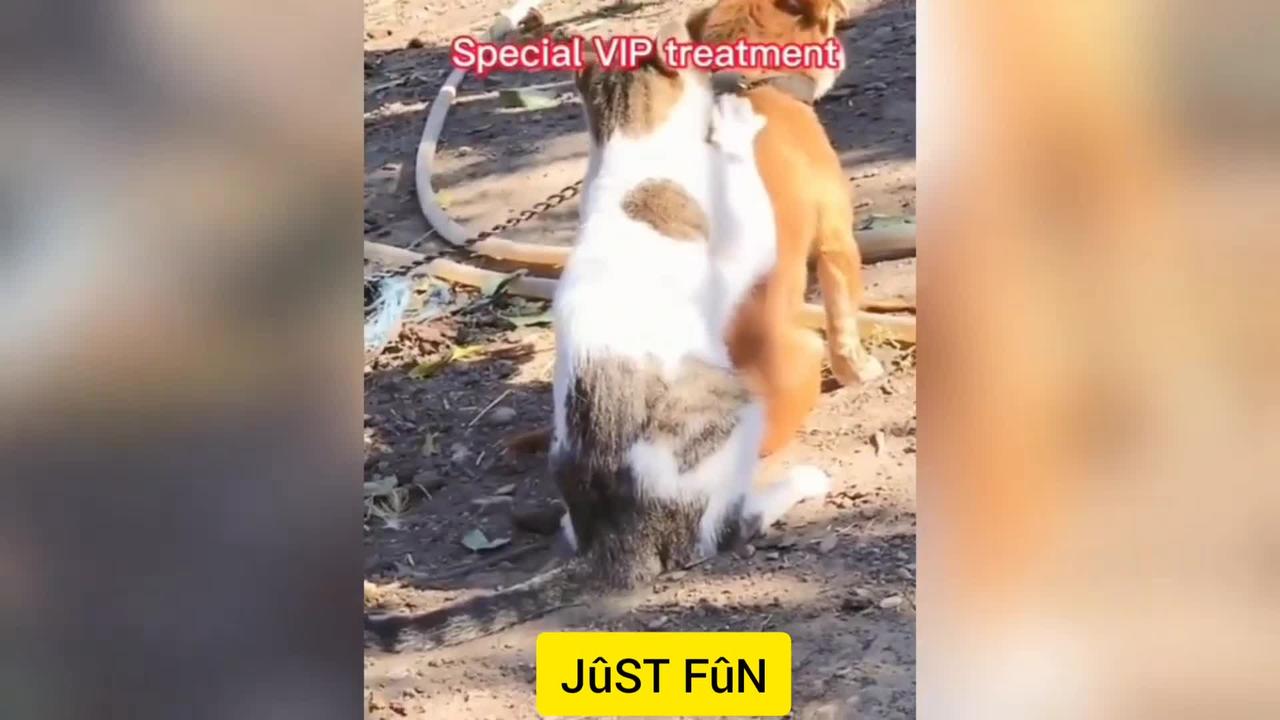 Funniest Cats And Dogs Videos 😻 - Best Funny Animal Videos 2022 😂 - JûST FûN727