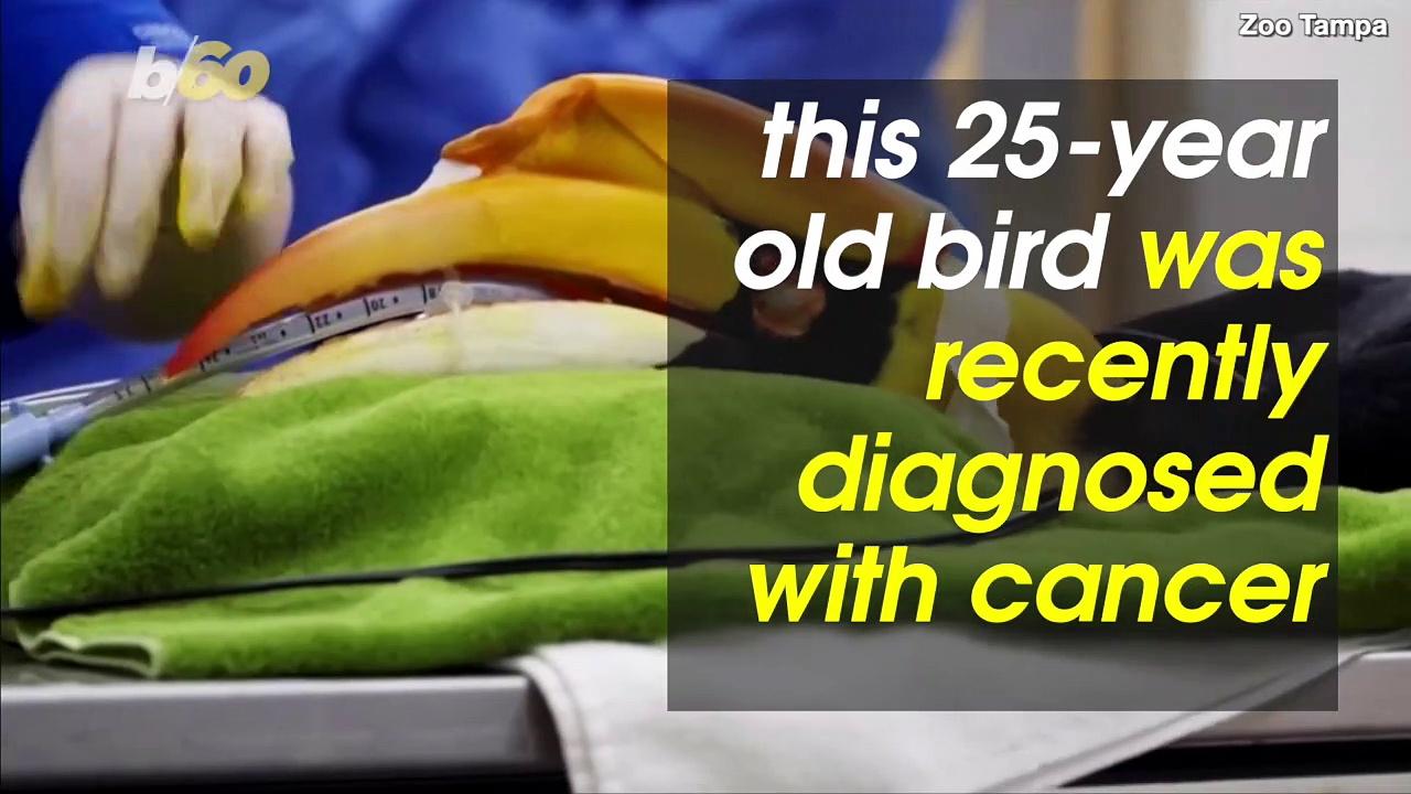 Great Hornbill Bird Survives Cancer, Receives Replacement 3D-Printed Beak