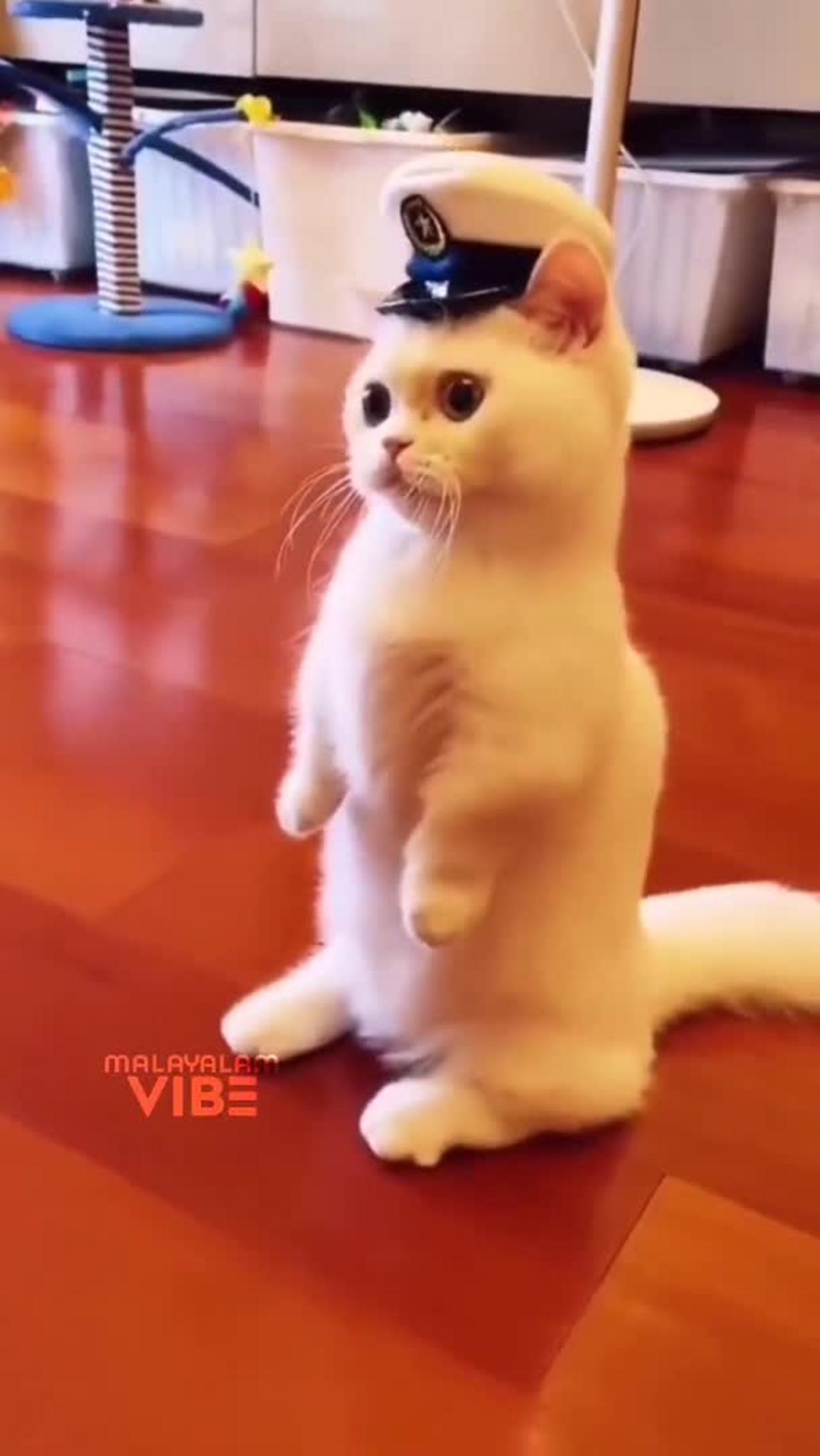 Cat comedy video | funny cat 🤣😂😂 #short #cat