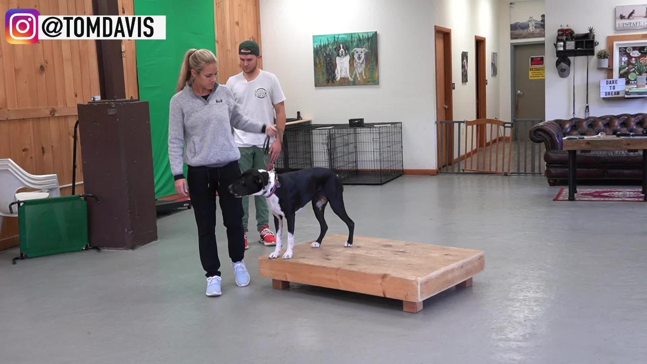 How to Train ANY DOG the basics- Dog Training foundation
